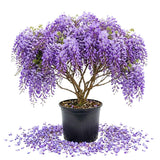 Purple Wisteria Live Plant, Vibrant Purple Flower, 3-5 Inches Tall in 2.5 Inch Pot for Outdoor Planting