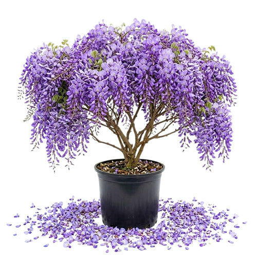 Purple Wisteria Live Plant, Vibrant Purple Flower, 3-5 Inches Tall in 2.5 Inch Pot for Outdoor Planting