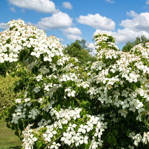 Kousa White Dogwood Trees Shrubs Bushes Live Plants in Quart Pot, Dogwood Trees Live Plants for Planting Outside, Flowering Dogwood 6-13 Inc Tall