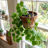 Green Swedish Ivy Live Plants in 4'' Pot, Hardy Ivy Vine Plant for Trellis, Ground Cover, Live Indoor Houseplants