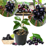 Black Java Plum Fruit Tree Plant, 4 to 6 Inches Tall in 4 Inch Pot, Well-Rooted Tropical Fruit Tree for Outdoor Planting