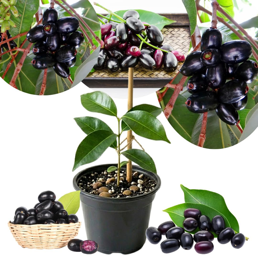 Black Java Plum Fruit Tree Plant, 4 to 6 Inches Tall in 4 Inch Pot, Well-Rooted Tropical Fruit Tree for Outdoor Planting