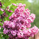 2 Pink Butterfly Bush Shrubs, Butterfly Bush Live Plants Trees Shrub for Planting Outdoor Indoor Garden