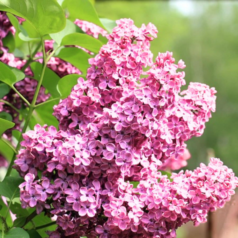 2 Pink Butterfly Bush Shrubs, Butterfly Bush Live Plants Trees Shrub for Planting Outdoor Indoor Garden