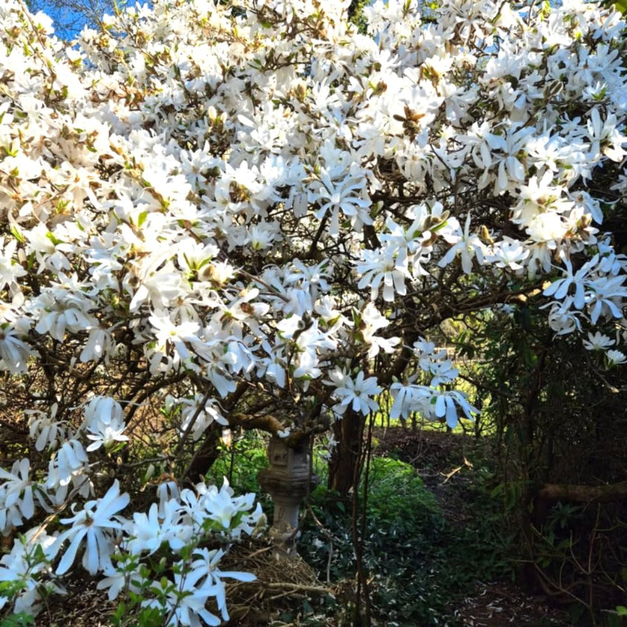 Magnolia Tree Live Plant in 2.5'' Pot, Magnolia Starter Tree, Ornamental Flowering Tree, Outdoor or Container Growing (White Magnolia)