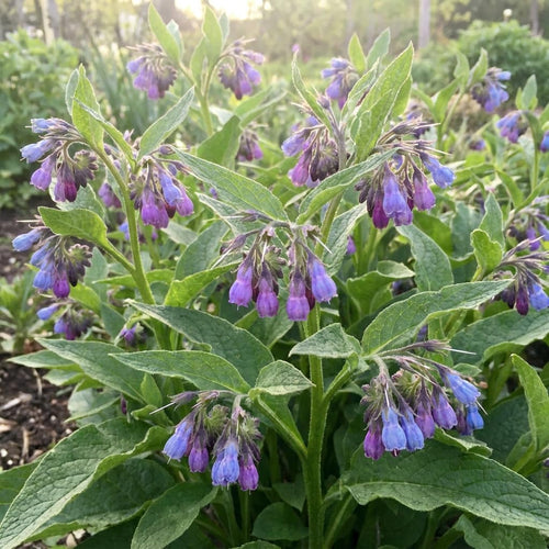 5 Comfrey Bocking 14 Live Roots, Fast Growing Perennial Herb Plant for Garden, 4 Inches Cuttings