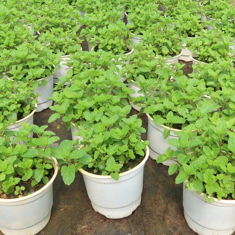 TANKDA Sets 2 Live Mint Plants Herb in 3.5" Pot, Fresh Common Mint for Indoor Outdoor Growing, Spring Planting, 5-9" in Tall