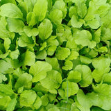 Set 1000 Florida Mustard Seeds for Planting, Green Broadleaf Mustard Seed, Fresh and Fast Growing for Vegetable Garden