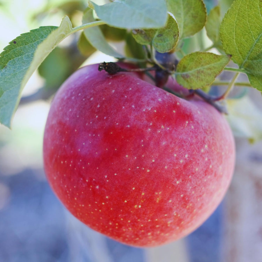 Apple Tree Live Plant, 2-3 Feet Tall, Sweet Apple Fruit Tree Plant, Apple Plant Live for Growing Backyard Orchard