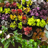 3 Coral Bells Heuchera Perenial Live Plants, Assorted Seasonal Leaves Color Change, Well-Rooted 5-9 Inc Tall, No Pot