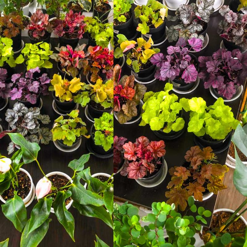 3 Coral Bells Heuchera Perenial Live Plants, Assorted Seasonal Leaves Color Change, Well-Rooted 5-9 Inc Tall, No Pot