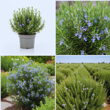 4 Inc Pot Rosemary Plant Live in Pot, Live Rosemary Herb Plant, 5 to 6 Inc Tall