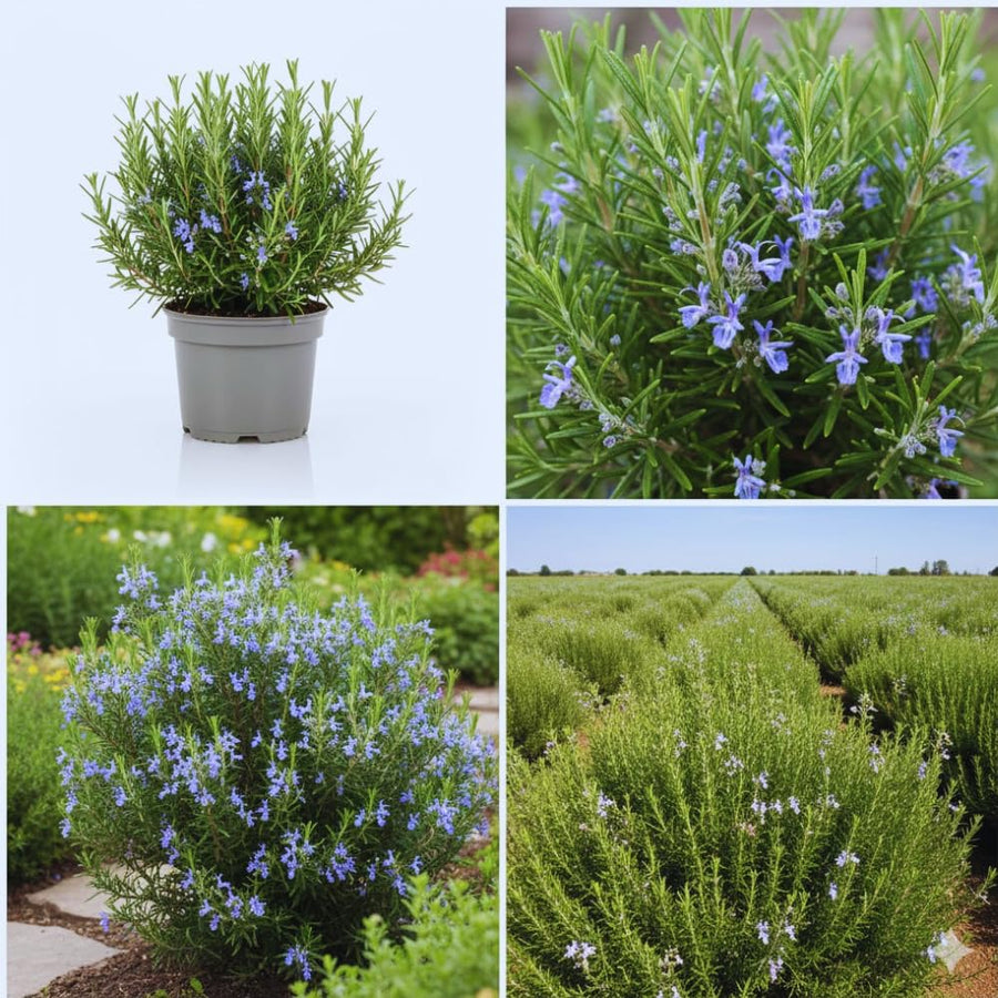 4 Inc Pot Rosemary Plant Live in Pot, Live Rosemary Herb Plant, 5 to 6 Inc Tall
