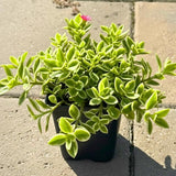 Variegated Baby Sun Rose Live Plant, Pink Ice Plant, Variegated Succulent, 2 Inch Pot for Indoor Outdoor Houseplant
