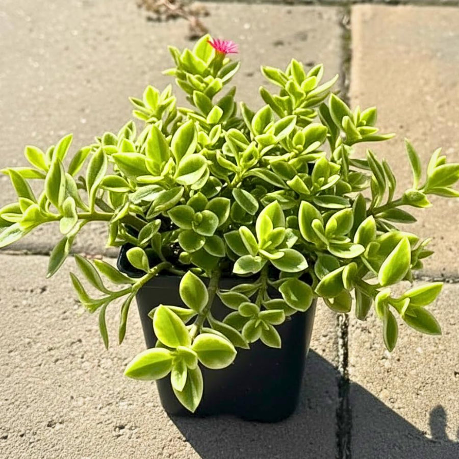 Variegated Baby Sun Rose Live Plant, Pink Ice Plant, Variegated Succulent, 2 Inch Pot for Indoor Outdoor Houseplant