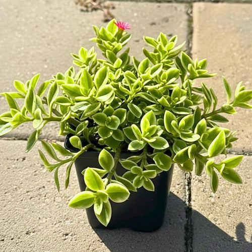 Variegated Baby Sun Rose Live Plant, Pink Ice Plant, Variegated Succulent, 2 Inch Pot for Indoor Outdoor Houseplant