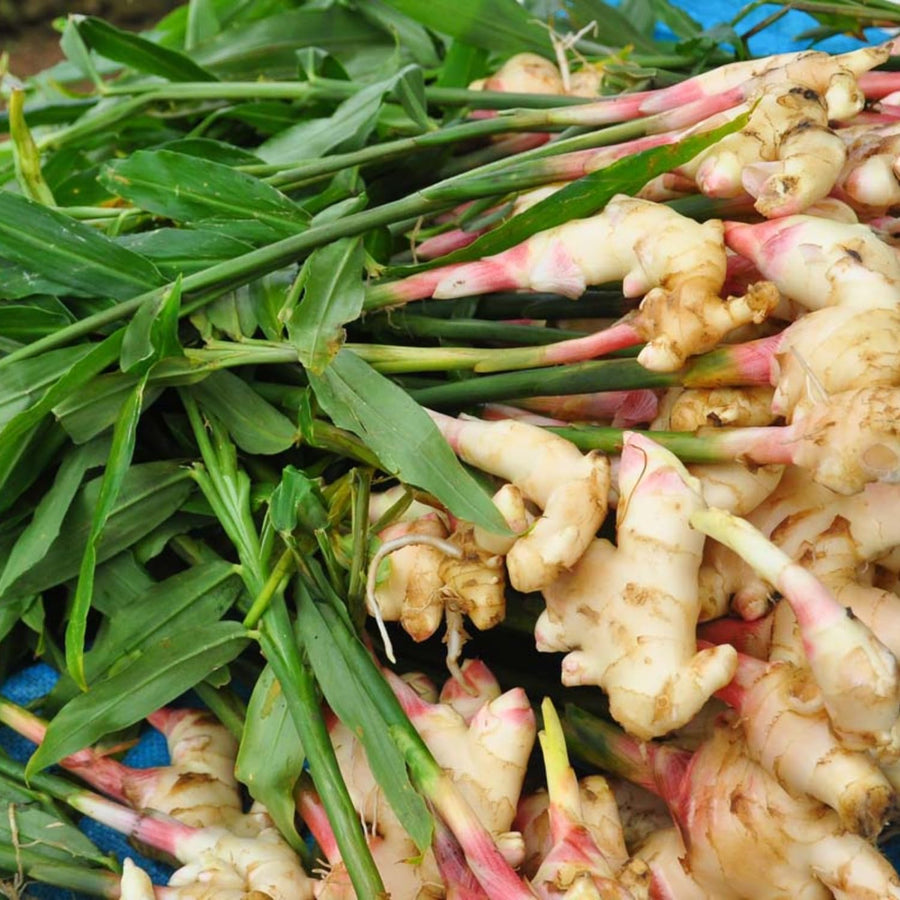 Ginger Plant Live for Planting, Hawaiian Ginger Flower Plant, Tropical Ginger Plant Well-Rooted for Indoor Outdoor Growing, 5-9" Tall (Ginger Zingiber)