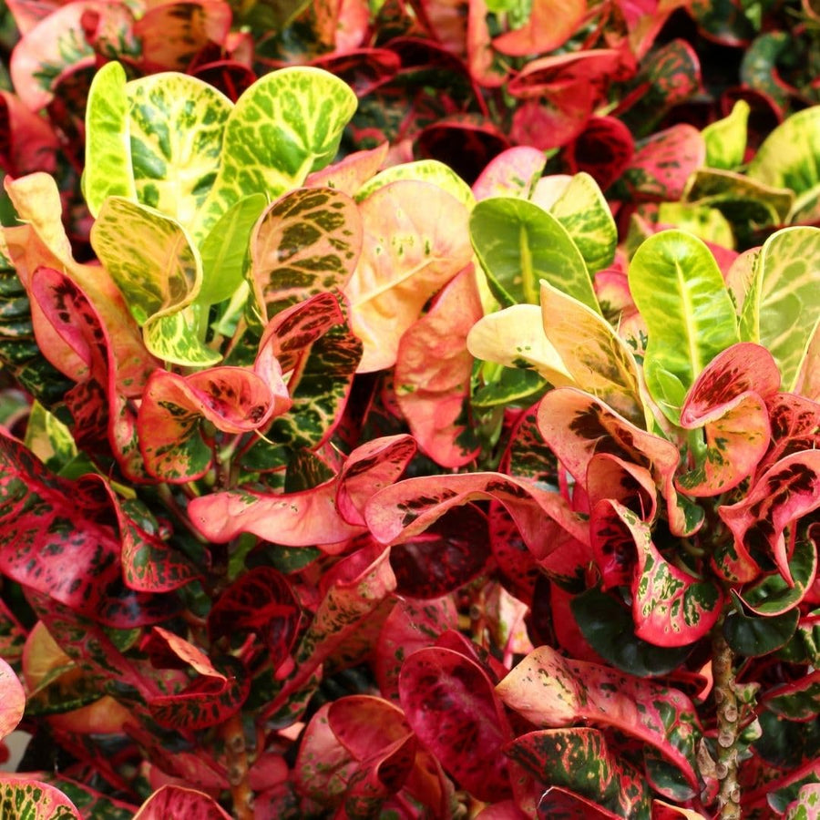 Curly Croton Live Plant in 4 Inch Pot - 5 to 8 Inch Tall Colorful Tropical Houseplant, Perennial Croton Plants - Indoor Decorative Foliage Plant