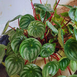 3 Mix Peperomia Plants Live, 4 to 6 Inc Tall, Peperomia Houseplant Live Plant for Gardening