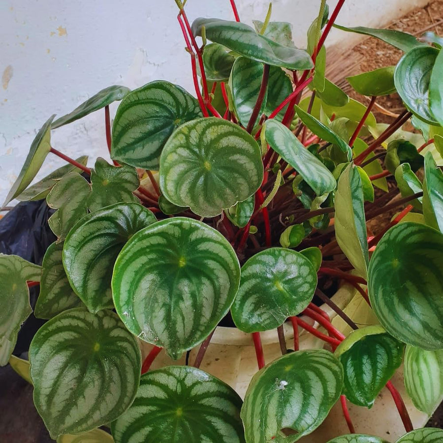 3 Mix Peperomia Plants Live, 4 to 6 Inc Tall, Peperomia Houseplant Live Plant for Gardening