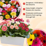 2 Random Gerbera Daisy Plants Live, Gerbera Daisies Flower Plants 5 to 7 Inches Tall, Ready to Bloom, Hardy Outdoor Plant