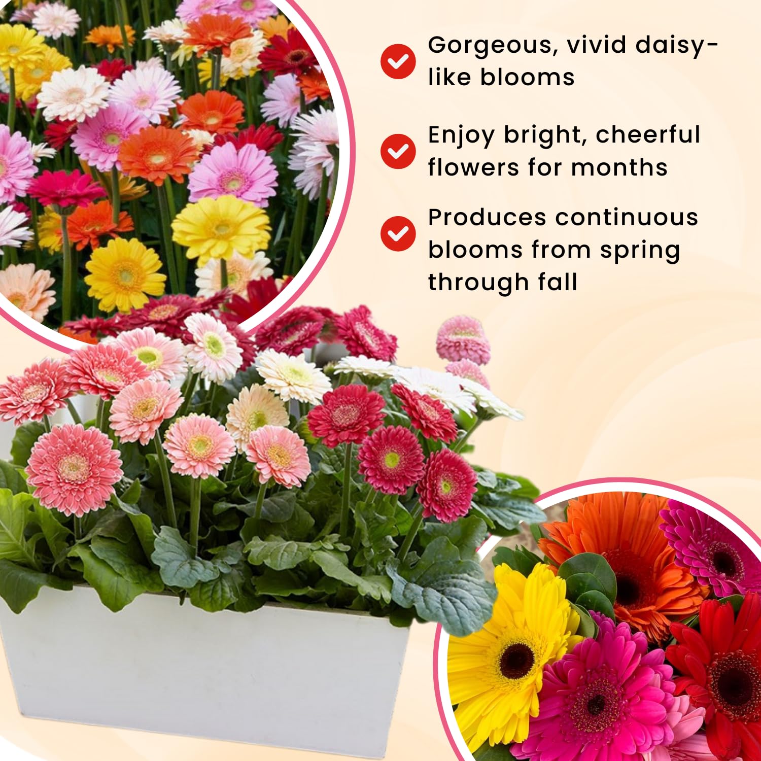2 Random Gerbera Daisy Plants Live, Gerbera Daisies Flower Plants 5 to 7 Inches Tall, Ready to Bloom, Hardy Outdoor Plant