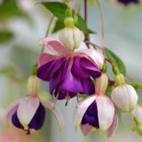 Fuchsia Plant, 3 to 4 Inch Tall Fuchsia Plants Live, Hanging Fuchsias Plants Well Rooted for Planting, Hardy Fuchsias Live Plants, Perennial, Colorful Flowers (Purple White Flowers)
