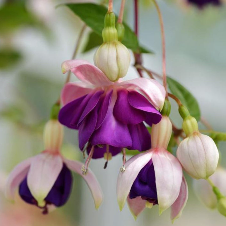 Fuchsia Plant, 3 to 4 Inch Tall Fuchsia Plants Live, Hanging Fuchsias Plants Well Rooted for Planting, Hardy Fuchsias Live Plants, Perennial, Colorful Flowers (Purple White Flowers)
