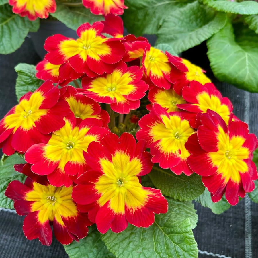 Live Red Primrose Plant, Hardy Primrose Flower in 4 Inch Pot, Well Rooted for Indoor or Outdoor Planting