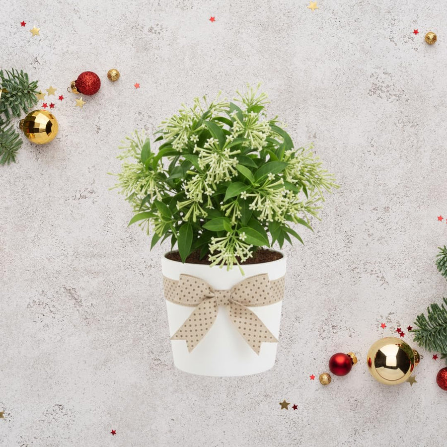 White Jasmine Plant Live, Fragrant Jasmine Climbing Vine, 6-8 Inches Tall for Growing (Night Jasmine)