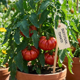 Set 500 Beefsteak Tomato Seeds for Planting, Beefsteak Tomato Seeds, Heirloom Vegetable Plant Live for Planting Outdoor Garden