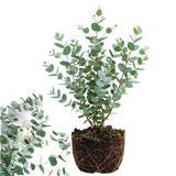 Eucalyptus Plant Live Indoor, Baby Blue Eucalyptus Live Plant, 4 to 7 Inches, Fragrant Eucalyptus Tree for Gardening Outdoor