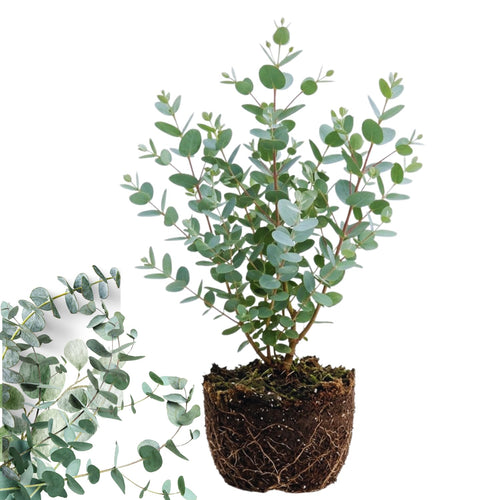 Eucalyptus Plant Live Indoor, Baby Blue Eucalyptus Live Plant, 4 to 7 Inches, Fragrant Eucalyptus Tree for Gardening Outdoor
