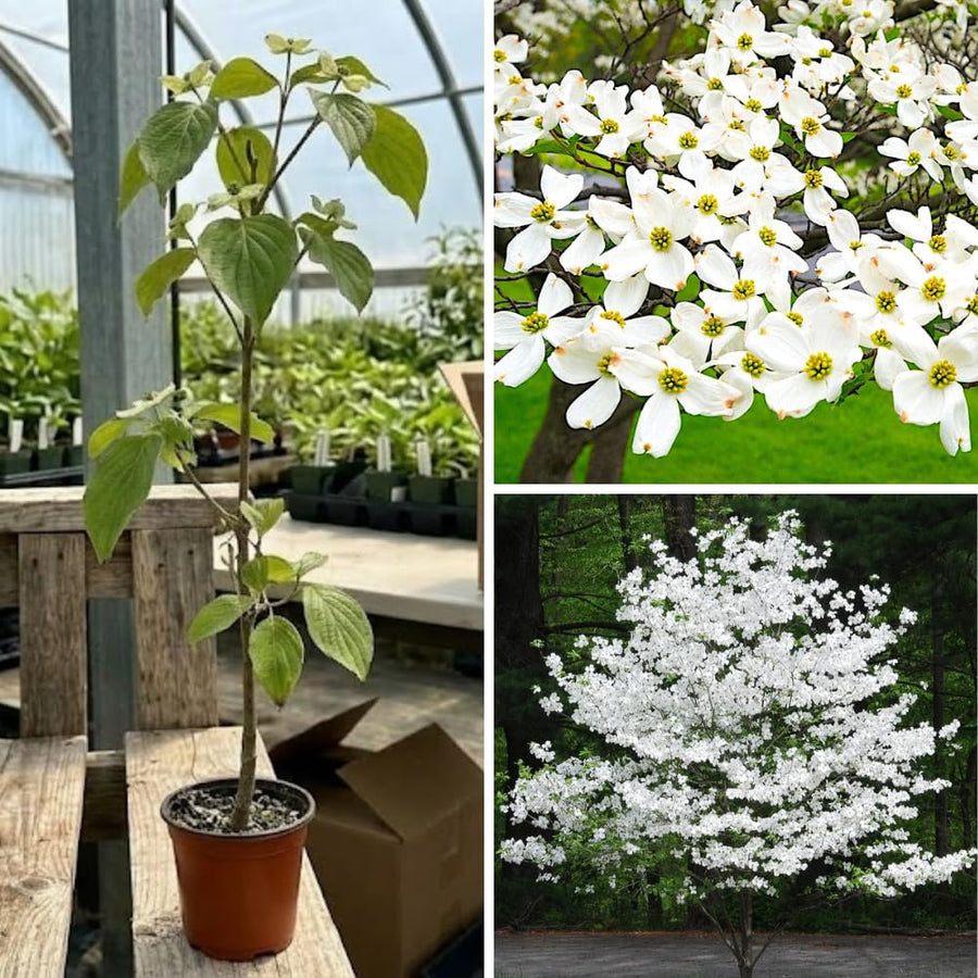 White Dogwood Tree Live Plant for Planting Outdoor, 6-13 Inch Tall, Dogwood Live Plant Dogwood Bush, Dogwood Plant Live, in Pot
