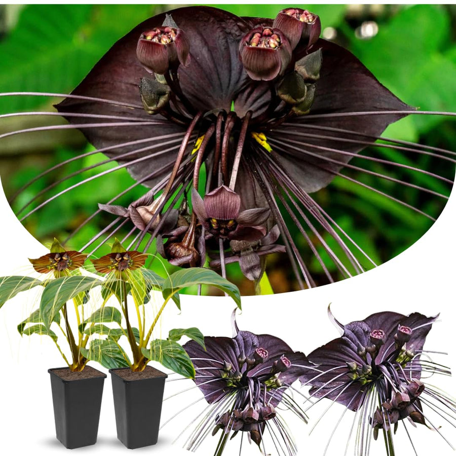 2 Black Bat Flower Live Plants, Bat Orchird Tacca Chantrieri Houseplant 4-6 Inches Tall