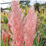 3 Pink Pampas Grass Plants Live, Live Pampas Grass Plant Ornamental Grass Plant Perennial, from 5 Inc to 8 Inc in Height