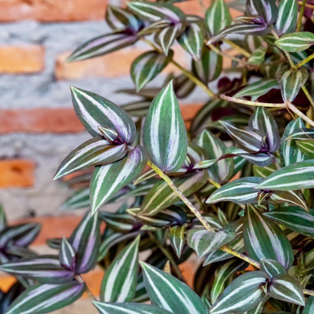 Purple Wandering Jew Live Plant, Tradescantia Wandering Jew Plant Live, Succulent Plant Live for Growing Hanging Basket Plant, 4 Inc Pot