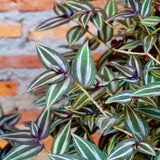 Purple Wandering Jew Live Plant, Tradescantia Wandering Jew Plant Live, Succulent Plant Live for Growing Hanging Basket Plant, 4 Inc Pot