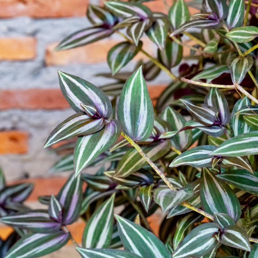Purple Wandering Jew Live Plant, Tradescantia Wandering Jew Plant Live, Succulent Plant Live for Growing Hanging Basket Plant, 4 Inc Pot