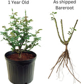 Rose Bush Live Plant - Climbing Rose Plant Live Shrub - Bareroot with Soil 7-10 Inch Tall - Fragrant Rose Flowers Heirloom Rose Shrub (Delight Rose)