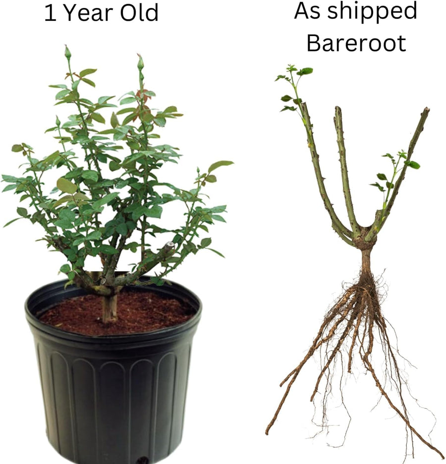 Rose Bush Live Plant - Climbing Rose Plant Live Shrub - Bareroot with Soil 7-10 Inch Tall - Fragrant Rose Flowers Heirloom Rose Shrub (Delight Rose)