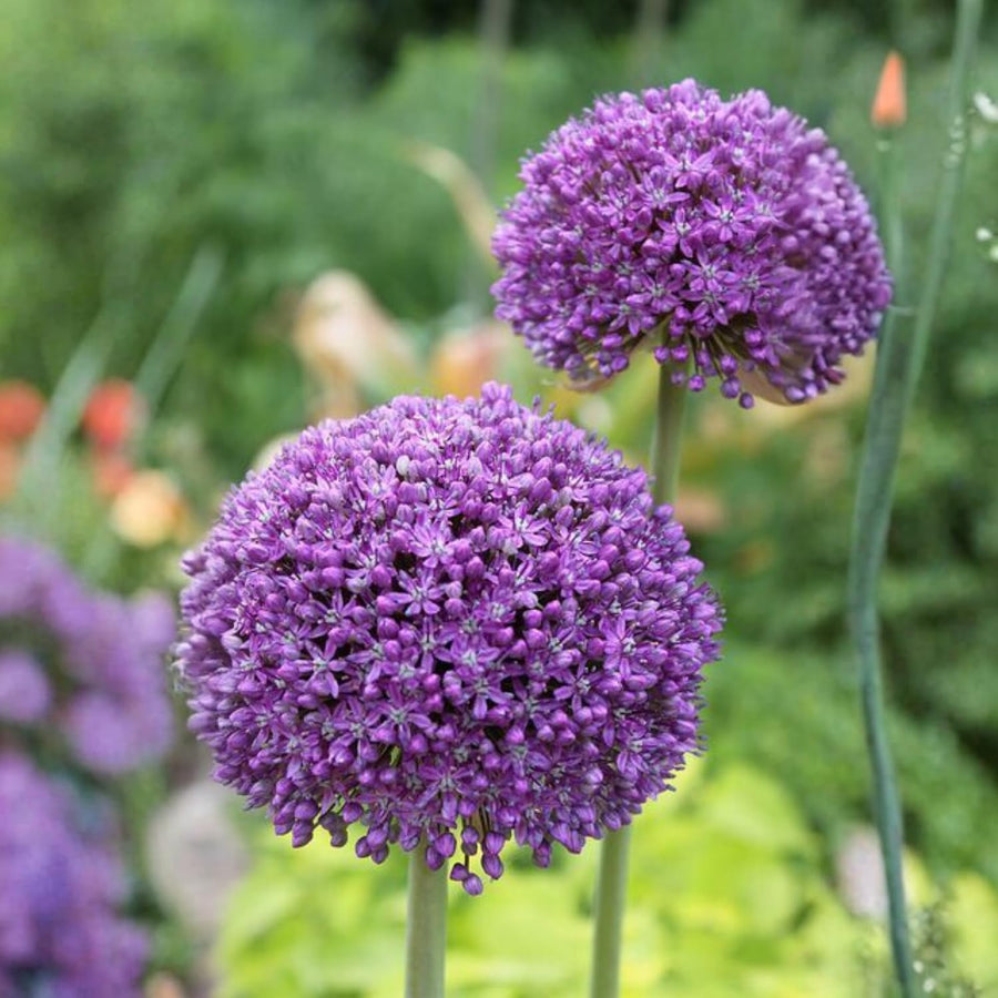 6 Purple Allium Bulbs for Planting, Ornamental Allium Flower Bulbs, Spring Blooming Garden Flowers for Outdoor Growing