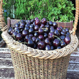 Set 4 Black Cherry Trees Live Plants 1-2 Feet Tall, Large Dark Black Cherry Plant Live, Sweet Cherry Fruit Tree, Bareroots, No Leaves, Dormant