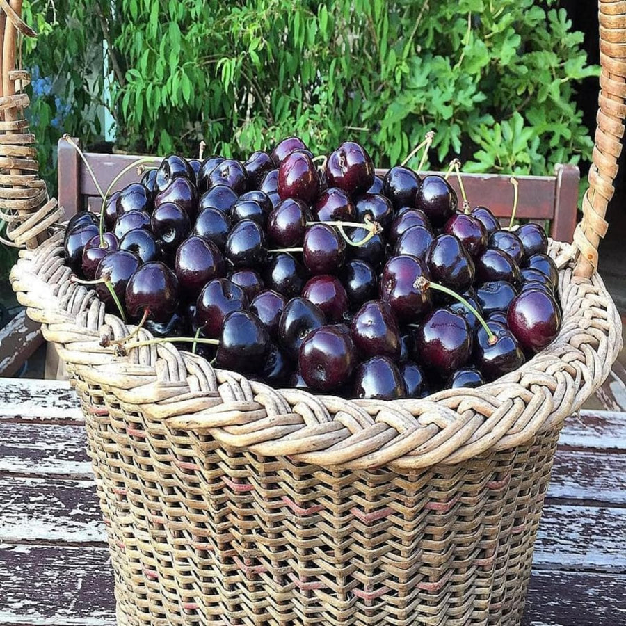 2 Black Cherry Plants Live 1-2 Feet Tall, Sweet Cherry Trees Live Plant, Cherry Live Plant Fruit Tree, Cherry Tree Plant