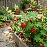 Thimbleberry Live Plant, Thimbleberry Raspberry Plant, 5 Inches Pot, 4-6 Inches Tall, Edible Berry Plants for Backyard Gardens and Edible Landscapes