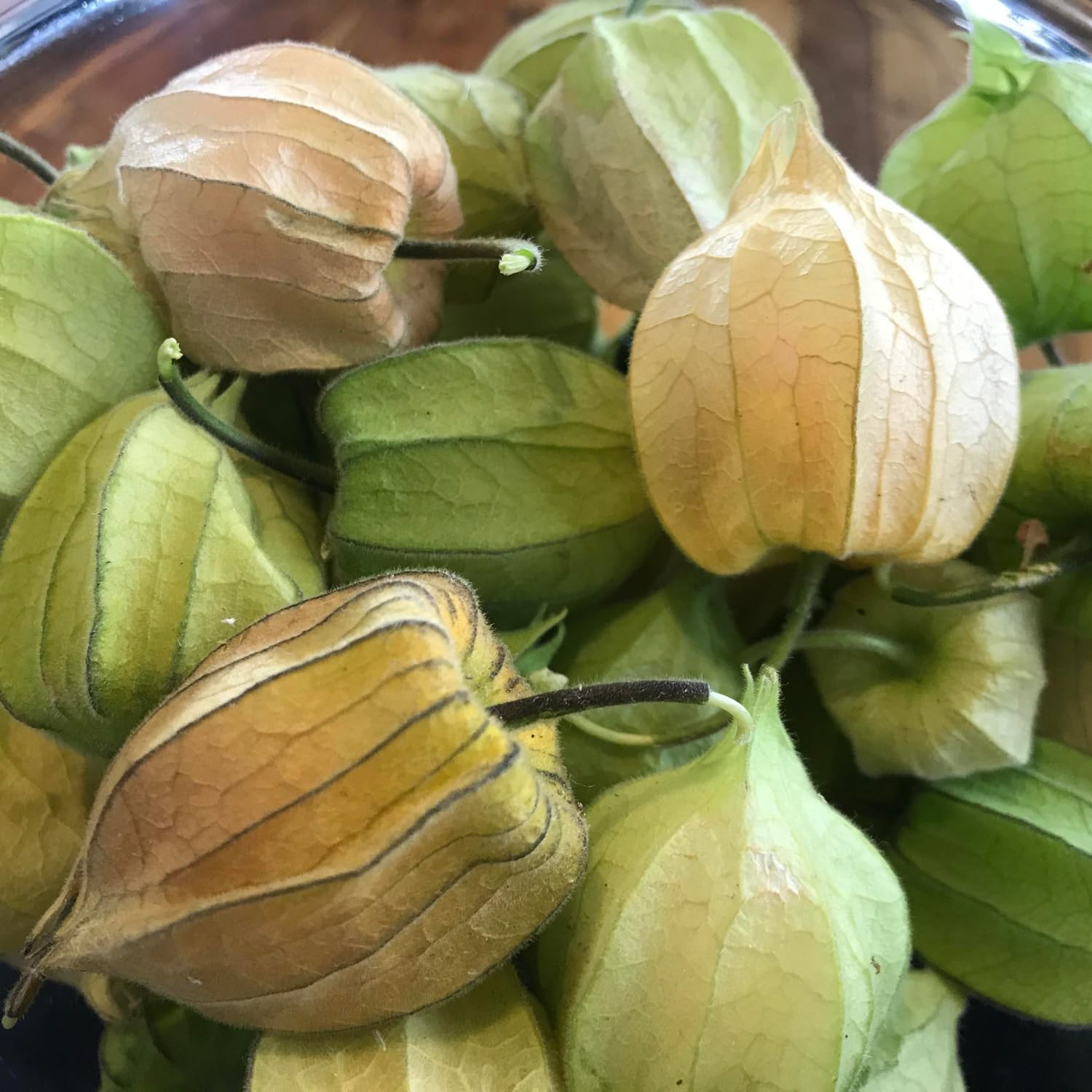 Cape Gooseberry Plant in 4 Inch Pot, Live Golden Berry Ground Cherry Plants, 6-9" Tall Sweet Tropical Fruit Plant, Easy to Grow Plants