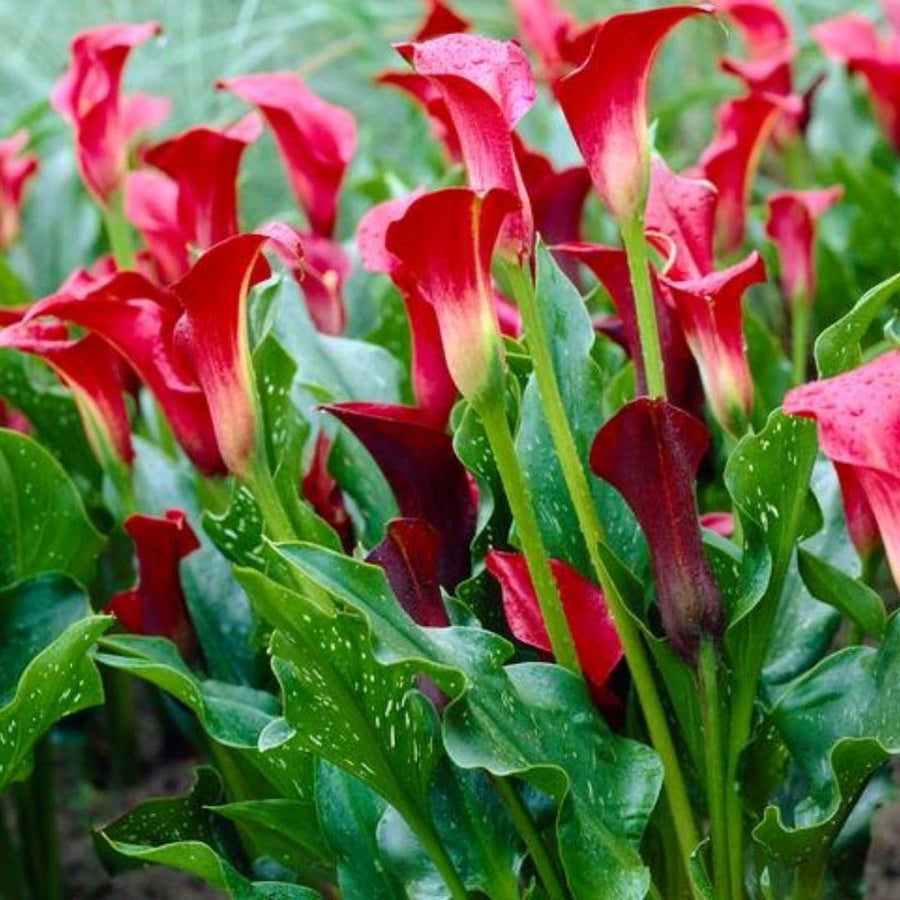 3 Red Calla Lily Bulbs for Outdoor Planting, Ornamental Flowers for Patio Pots, Landscape Borders and Garden, Flower Bulbs for Growing