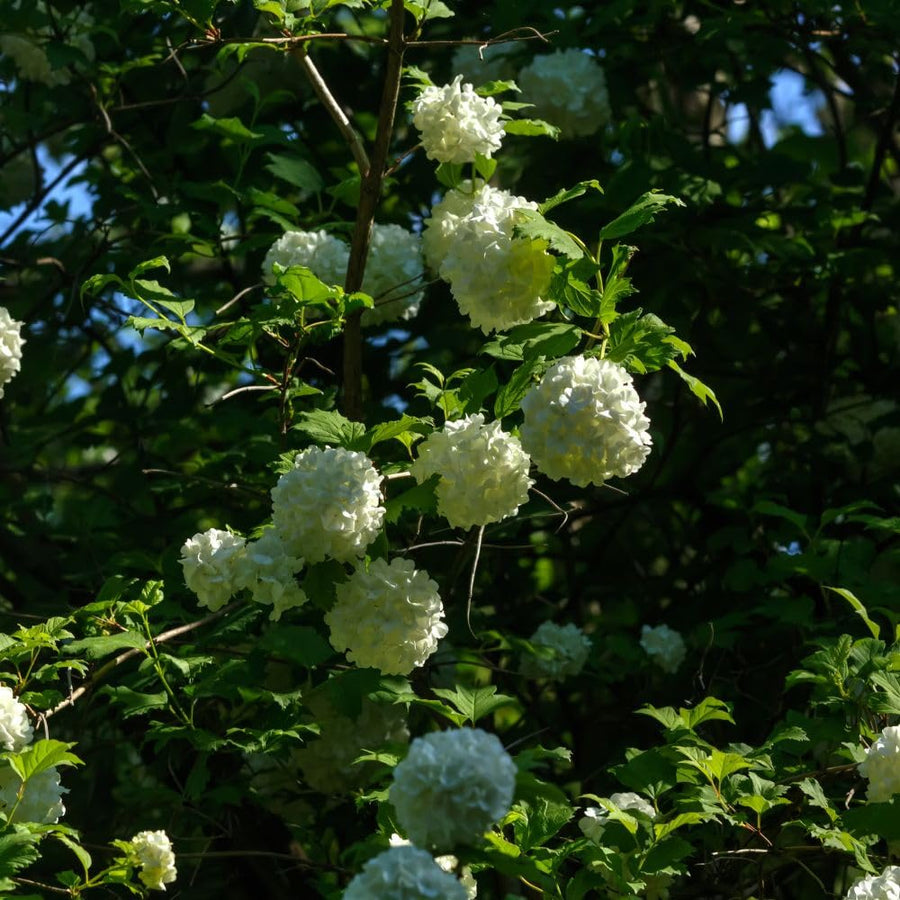 Live Snowball Viburnum Bush 4-7 Inch Tall in 2.5 Inch Pot, White Viburnum Tree, Hardy Flowering Shrub for Landscaping and Garden Borders