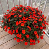 Red Impatiens Live Plant in 4-Inch Pot, Impatiens Plant 3-5 Inch Tall, Flowering Annual for Gardens and Containers
