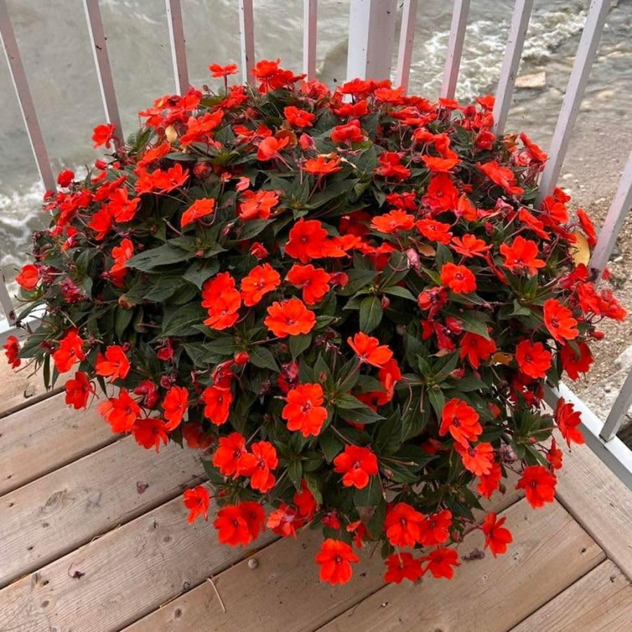 Red Impatiens Live Plant in 4-Inch Pot, Impatiens Plant 3-5 Inch Tall, Flowering Annual for Gardens and Containers